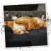 Meowijuana Mice Dreams Catnip Blend Promotes Play and Cat Health image thumbnail 5