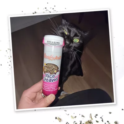 Meowijuana Mice Dreams Catnip Blend Promotes Play and Cat Health - Image 6
