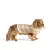 HOTEL DOGGY® Dog Plaid Sweater Cardigan image thumbnail 2