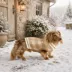 HOTEL DOGGY® Dog Plaid Sweater Cardigan image thumbnail 7