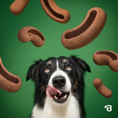 Benebone® Treat Pod Refills for Interactive Dog Toys, Bacon Flavor - Image 6