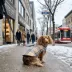 HOTEL DOGGY® Plaid Puffer Dog Jacket image thumbnail 7