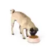 Top Paw® Pink Paw Melamine Dog Bowl, Multiple Sizes 12 OZ, 27 OZ, 52 OZ image thumbnail 6