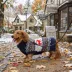 HOTEL DOGGY® Fairisle Turtleneck Dog Sweater image thumbnail 7