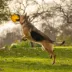 Wagtastic Beef Collagen Disc Dog Chew, 1 ct. 4 oz image thumbnail 3