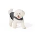 Arcadia Trail® Reflective Dog Coat, Multiple Colors & Sizes, Black/Blue, XS-XXL image thumbnail 1
