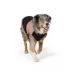 Arcadia Trail® Black Step-In Dog Jacket, Multiple Sizes, XS-XXL image thumbnail 1