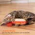 Catstages Hot Dog Catnip Dental Kicker Cat Toys image thumbnail 6