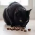 ROAM Ossy Nibs Sustainable Protein Premium Cat Treats - Cape Ostrich, 2 oz image thumbnail 5