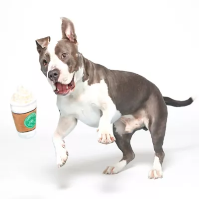 BARK Cup Of Bark Roast Dog Toys - Image 3