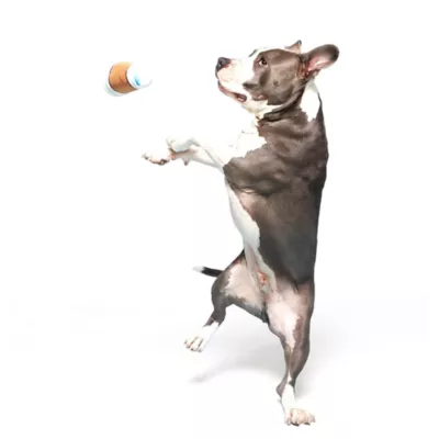 BARK Cup Of Bark Roast Dog Toys - Image 5