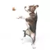 BARK Cup Of Bark Roast Dog Toys image thumbnail 5