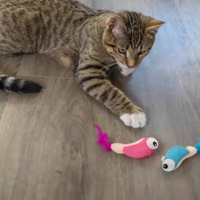 Catstages Dental Shrimpies Cat Toys 2-Pack - Image 8