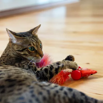 Catstages Racin' Squirrel Electronic Cat Toy - Image 6