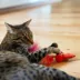 Catstages Racin' Squirrel Electronic Cat Toy image thumbnail 6