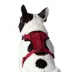 Canada Pooch Everything Harness image thumbnail 3