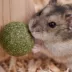 Mini & Moe Tree Decor Chew Small Pet Wood Chew Toy image thumbnail 5