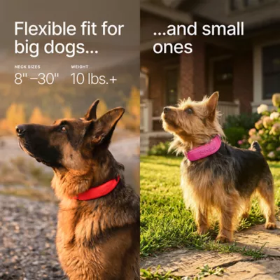 Halo Collar 5 Wireless Dog Fence & GPS Dog Collar - Image 3