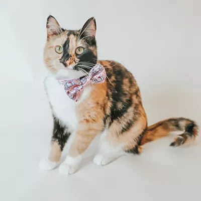 Sassy Meow® Space Bowtie for Cat # Velcro Straps, Durable, Comfortable Pet Accessory - Image 4