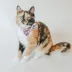 Sassy Meow® Space Bowtie for Cat # Velcro Straps, Durable, Comfortable Pet Accessory image thumbnail 4