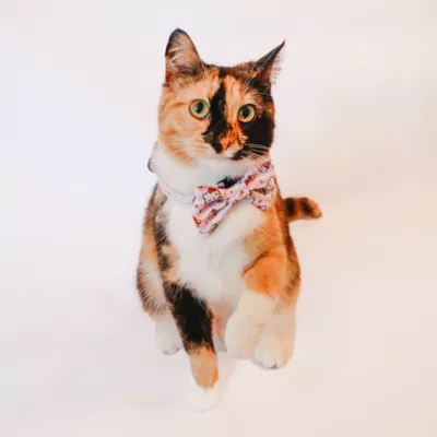 Sassy Meow® Burger Bowtie for Cat # Velcro Straps, Durable, Comfortable Pet Accessory - Image 4