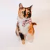 Sassy Meow® Burger Bowtie for Cat # Velcro Straps, Durable, Comfortable Pet Accessory image thumbnail 4