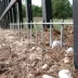 Dig Defence® No-Dig Animal Barrier For Dogs, Large, 10 x 32 x 0.225 inches image thumbnail 2