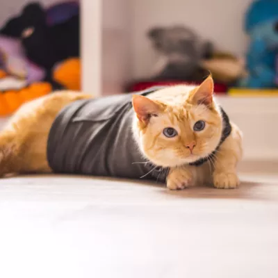 ThunderShirt Anxiety Vest for Cats, Anxiety Relief, Heather Grey, Small, Medium, & Large - Image 5