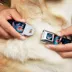 Buckle-Down Disney Lilo & Stitch Snacking Poses Seatbelt Dog Collar image thumbnail 8