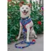 Sassy Woof MLB™ x Peanuts™ Chicago Cubs Dog Leash - 5 FT image thumbnail 6