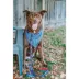 Sassy Woof MLB™ x Peanuts™ Chicago Cubs Dog Leash - 5 FT image thumbnail 7