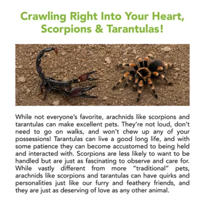 Live Pet Emperor Scorpion - Image 2