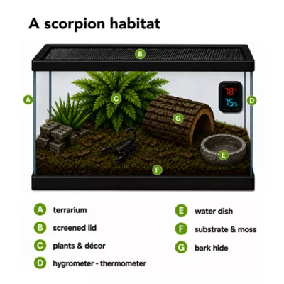 Live Pet Emperor Scorpion - Image 3