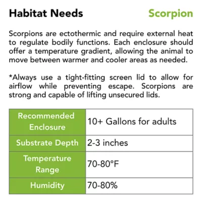 Live Pet Emperor Scorpion - Image 4