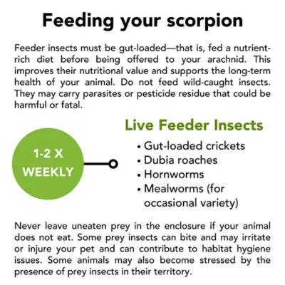 Live Pet Emperor Scorpion - Image 5