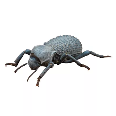Live Pet Death Feigning Beetle - Image 1