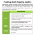 Live Pet Death Feigning Beetle image thumbnail 5