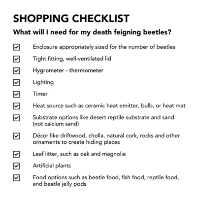 Live Pet Death Feigning Beetle - Image 6