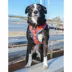 Sassy Woof MLB™ x Peanuts™ Philadelphia Phillies Adjustable Dog Harness image thumbnail 6