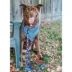 Sassy Woof MLB™ x Peanuts™ Chicago Cubs Dog Bandana image thumbnail 6