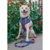 Sassy Woof MLB™ x Peanuts™ Chicago Cubs Dog Collar image thumbnail 6