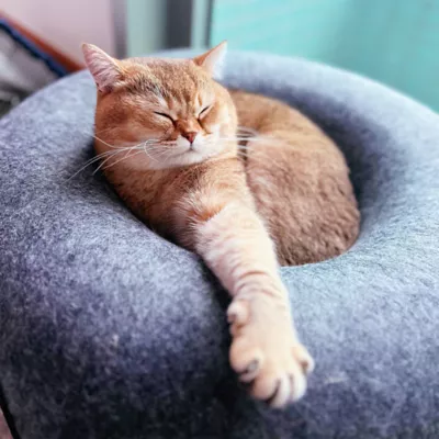 Travel Cat® Donut-Shaped Cat Hideaway Cave & Scratcher Cat Bed, Made With Claw-Resistant Felt - Image 8