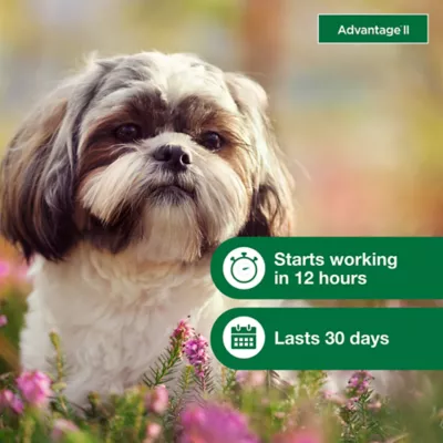 Advantage® II Flea Prevention & Treatment for Small Dogs 3-10 lbs, Monthly Doses - Image 5