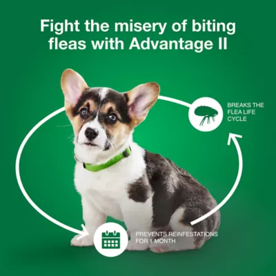 Advantage® II Flea Prevention & Treatment for Small Dogs 3-10 lbs, Monthly Doses - Image 6