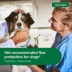 Advantage® II Flea Prevention & Treatment for Extra Large Dogs over 55 lbs, Monthly Doses image thumbnail 4