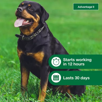 Advantage® II Flea Prevention & Treatment for Extra Large Dogs over 55 lbs, Monthly Doses - Image 5