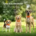 Halo Collar 5 Wireless Dog Fence & GPS Dog Collar image thumbnail 4
