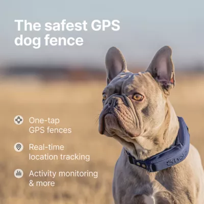 Halo Collar 5 Wireless Dog Fence & GPS Dog Collar - Image 2