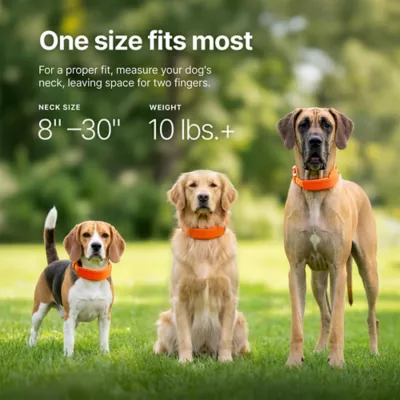 Halo Collar 5 Wireless Dog Fence & GPS Dog Collar - Image 4