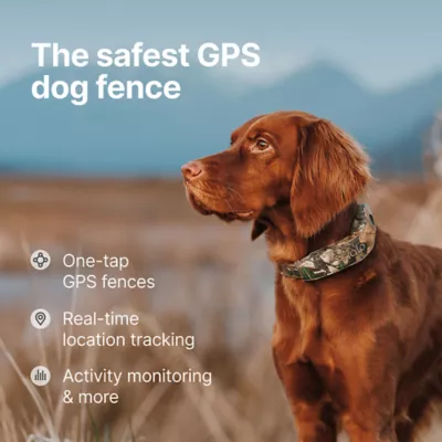 Halo Collar 5 Wireless Dog Fence & GPS Dog Collar - Image 2